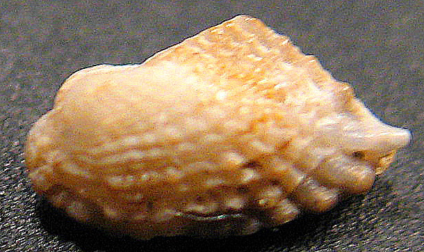 Asperarca nodulosa e Acar clathrata